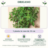 Origano: 1 pianta in vaso da 14 cm. Posizione soleggiata. Bagnare saltuariamente senza ristagni.. I valori sono indicativi: il ciclo di raccolta varia con stagione, clima e condizioni di coltivazione.. Immagine indicativa.