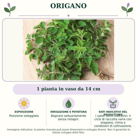 Origano: 1 pianta in vaso da 14 cm. Posizione soleggiata. Bagnare saltuariamente senza ristagni.. I valori sono indicativi: il ciclo di raccolta varia con stagione, clima e condizioni di coltivazione.. Immagine indicativa.