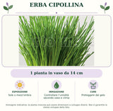 Erba Cipollina: 1 pianta in vaso da 14 cm. Sole o mezz'ombra. Controllare l’umidità secondo vaso e clima. Proteggere dal gelo. Immagine indicativa.