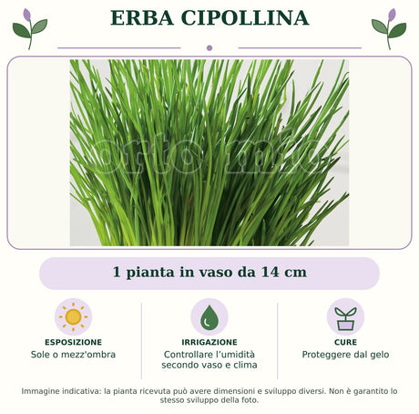 Erba Cipollina: 1 pianta in vaso da 14 cm. Sole o mezz'ombra. Controllare l’umidità secondo vaso e clima. Proteggere dal gelo. Immagine indicativa.