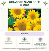 Girasole Nano Sole d′Oro: 4 piante. Preferire il sole. Bagnature moderate. Annuale; altezza indicativa 60 cm, fioritura a circa ottanta giorni secondo le condizioni.. Immagine indicativa.
