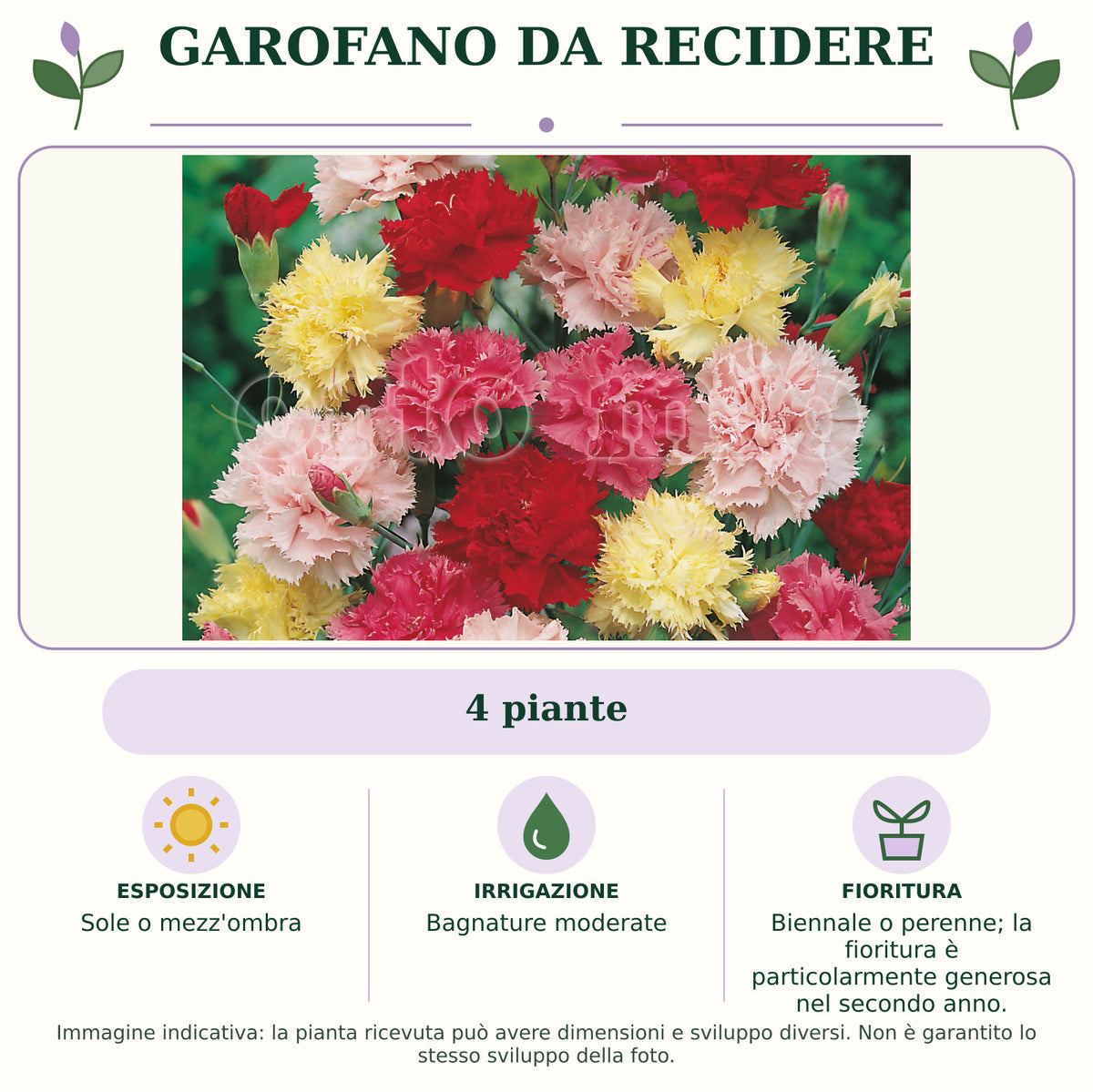 Garofano da recidere: 4 piante. Sole o mezz'ombra. Bagnature moderate. Biennale o perenne; la fioritura è particolarmente generosa nel secondo anno.. Immagine indicativa.