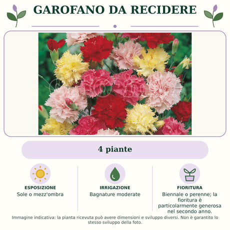 Garofano da recidere: 4 piante. Sole o mezz'ombra. Bagnature moderate. Biennale o perenne; la fioritura è particolarmente generosa nel secondo anno.. Immagine indicativa.