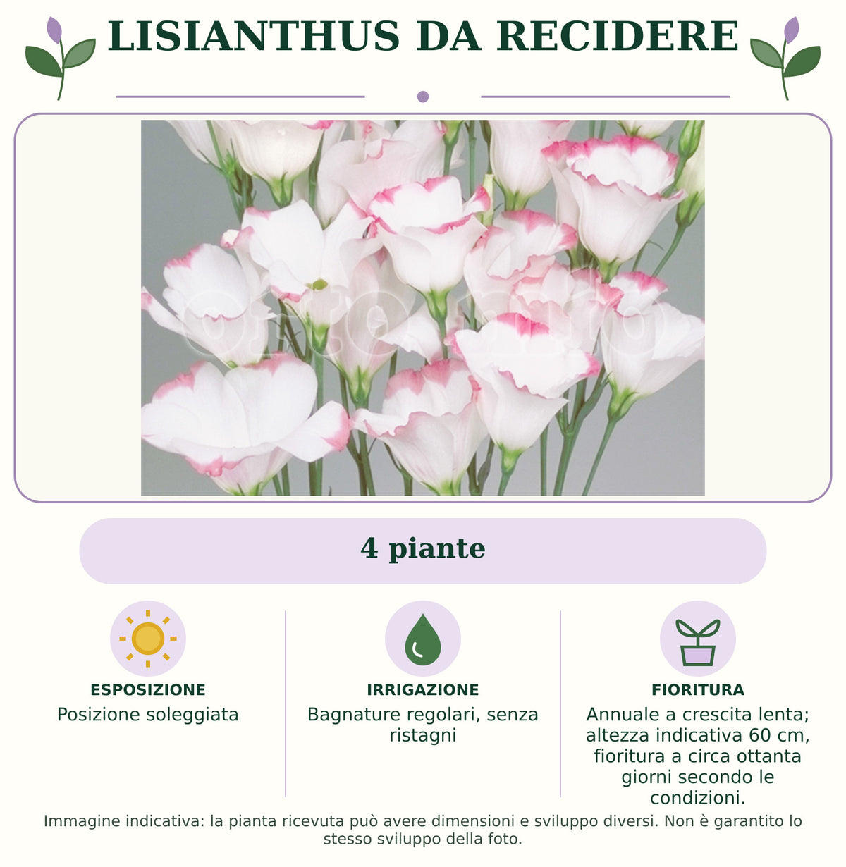 Lisianthus da recidere: 4 piante. Posizione soleggiata. Bagnature regolari, senza ristagni. Annuale a crescita lenta; altezza indicativa 60 cm, fioritura a circa ottanta giorni secondo le condizioni.. Immagine indicativa.