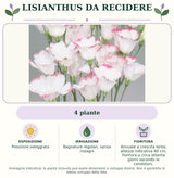 Lisianthus da recidere: 4 piante. Posizione soleggiata. Bagnature regolari, senza ristagni. Annuale a crescita lenta; altezza indicativa 60 cm, fioritura a circa ottanta giorni secondo le condizioni.. Immagine indicativa.
