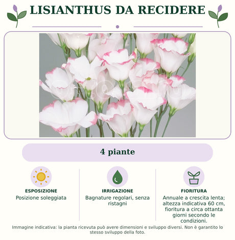 Lisianthus da recidere: 4 piante. Posizione soleggiata. Bagnature regolari, senza ristagni. Annuale a crescita lenta; altezza indicativa 60 cm, fioritura a circa ottanta giorni secondo le condizioni.. Immagine indicativa.