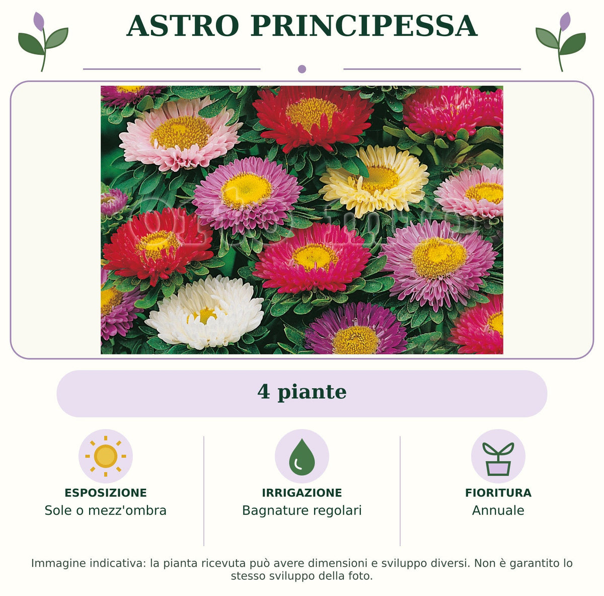 Astro Principessa: 4 piante. Sole o mezz'ombra. Bagnature regolari. Annuale. Immagine indicativa.