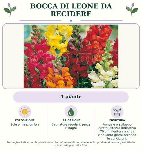 Bocca di Leone da recidere: 4 piante. Sole o mezz'ombra. Bagnature regolari, senza ristagni. Annuale a sviluppo eretto; altezza indicativa 70 cm, fioritura a circa cinquanta giorni secondo le condizioni.. Immagine indicativa.