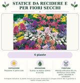 Statice da recidere e per fiori secchi: 4 piante. Posizione in pieno sole. Scarsa: la statice tollera la siccità.. Altezza indicativa 60 cm; fioritura a circa cento giorni, secondo le condizioni.. Immagine indicativa.