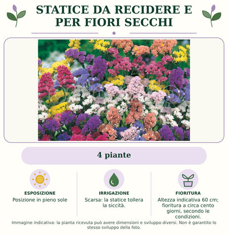 Statice da recidere e per fiori secchi: 4 piante. Posizione in pieno sole. Scarsa: la statice tollera la siccità.. Altezza indicativa 60 cm; fioritura a circa cento giorni, secondo le condizioni.. Immagine indicativa.