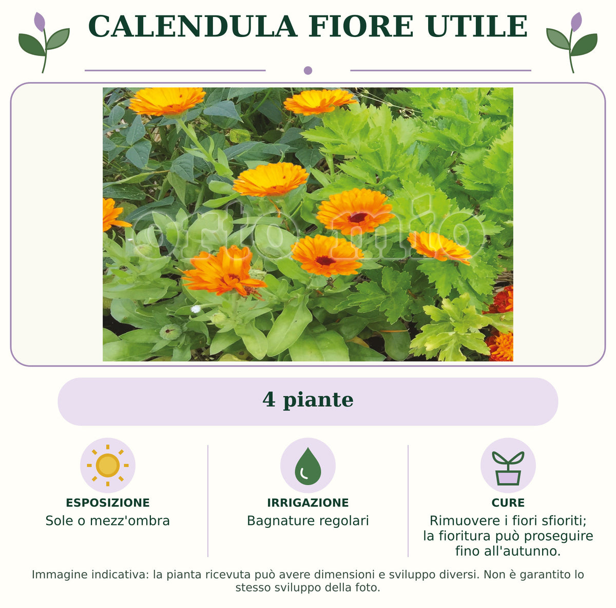 Calendula Fiore utile: 4 piante. Sole o mezz'ombra. Bagnature regolari. Rimuovere i fiori sfioriti; la fioritura può proseguire fino all'autunno.. Immagine indicativa.