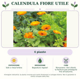 Calendula Fiore utile: 4 piante. Sole o mezz'ombra. Bagnature regolari. Rimuovere i fiori sfioriti; la fioritura può proseguire fino all'autunno.. Immagine indicativa.
