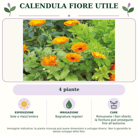 Calendula Fiore utile: 4 piante. Sole o mezz'ombra. Bagnature regolari. Rimuovere i fiori sfioriti; la fioritura può proseguire fino all'autunno.. Immagine indicativa.