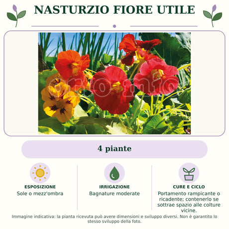 Nasturzio Fiore utile: 4 piante. Sole o mezz'ombra. Bagnature moderate. Portamento rampicante o ricadente; contenerlo se sottrae spazio alle colture vicine.. Immagine indicativa.