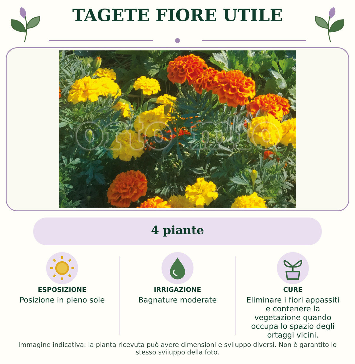 Tagete Fiore utile: 4 piante. Posizione in pieno sole. Bagnature moderate. Eliminare i fiori appassiti e contenere la vegetazione quando occupa lo spazio degli ortaggi vicini.. Immagine indicativa.