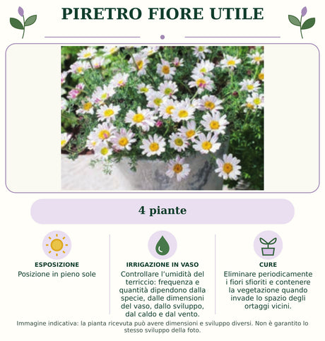 Piretro Fiore utile: 4 piante. Posizione in pieno sole. Controllare l’umidità del terriccio: frequenza e quantità dipendono dalla specie, dalle dimensioni del vaso, dallo sviluppo, dal caldo e dal vento.. Eliminare periodicamente i fiori sfioriti e contenere la vegetazione quando invade lo spazio degli ortaggi vicini.. Immagine indicativa.