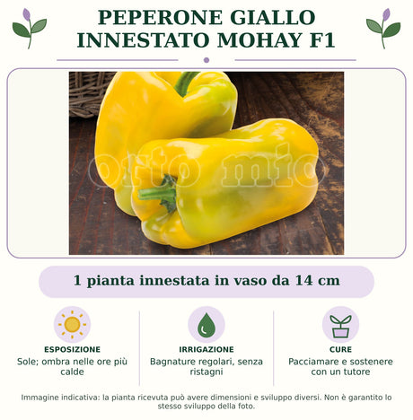 Peperone giallo innestato Mohay F1: 1 pianta innestata in vaso da 14 cm. Sole; ombra nelle ore più calde. Bagnature regolari, senza ristagni. Pacciamare e sostenere con un tutore. Immagine indicativa.
