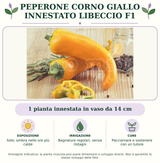 Peperone corno giallo innestato Libeccio F1: 1 pianta innestata in vaso da 14 cm. Sole; ombra nelle ore più calde. Bagnature regolari, senza ristagni. Pacciamare e sostenere con un tutore. Immagine indicativa.