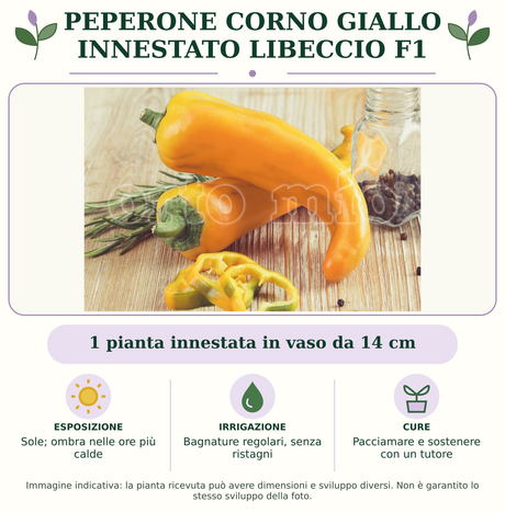 Peperone corno giallo innestato Libeccio F1: 1 pianta innestata in vaso da 14 cm. Sole; ombra nelle ore più calde. Bagnature regolari, senza ristagni. Pacciamare e sostenere con un tutore. Immagine indicativa.