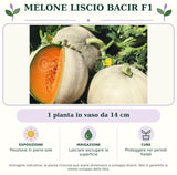 Melone liscio Bacir F1: 1 pianta in vaso da 14 cm. Posizione in pieno sole. Lasciare asciugare la superficie. Proteggere nei periodi freddi. Immagine indicativa.