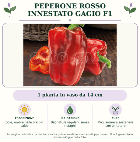 Peperone rosso innestato Gagio F1: 1 pianta in vaso da 14 cm. Sole; ombra nelle ore più calde. Bagnature regolari, senza ristagni. Pacciamare e sostenere con un tutore. Immagine indicativa.