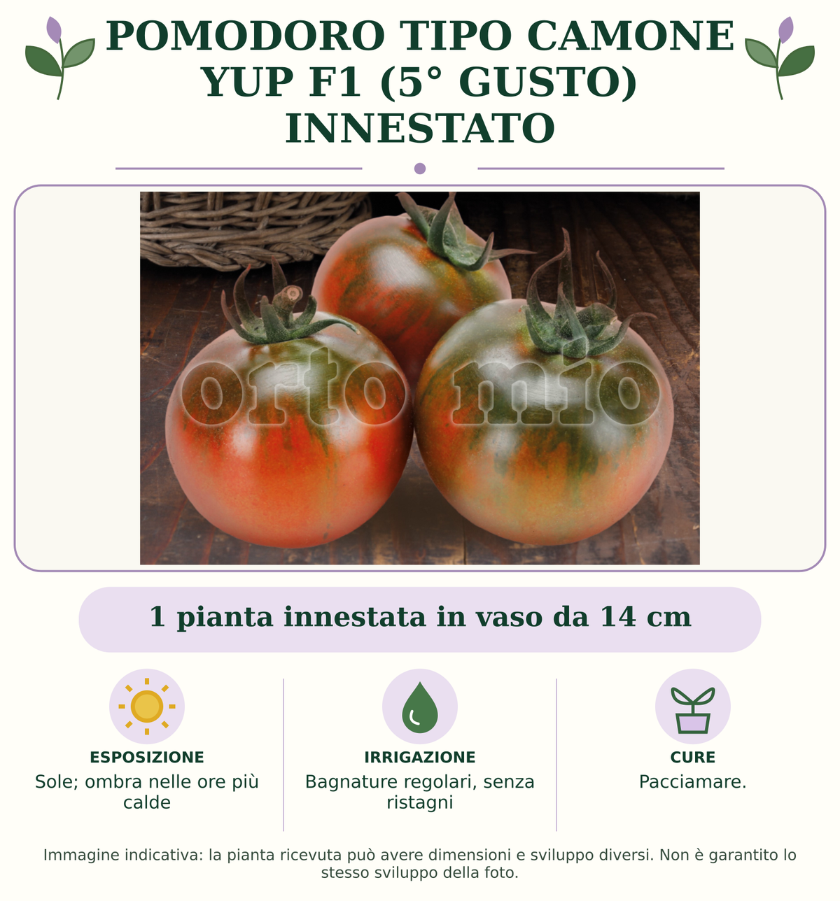 Pomodoro tipo Camone Yup F1 (5° Gusto) innestato: 1 pianta innestata in vaso da 14 cm. Sole; ombra nelle ore più calde. Bagnature regolari, senza ristagni. Pacciamare. Immagine indicativa.