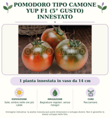 Pomodoro tipo Camone Yup F1 (5° Gusto) innestato: 1 pianta innestata in vaso da 14 cm. Sole; ombra nelle ore più calde. Bagnature regolari, senza ristagni. Pacciamare. Immagine indicativa.
