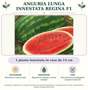Anguria lunga innestata Regina F1: 1 pianta innestata in vaso da 14 cm. Posizione in pieno sole. Bagnature regolari, senza ristagni. Pacciamare e proteggere i trapianti precoci.. Immagine indicativa.