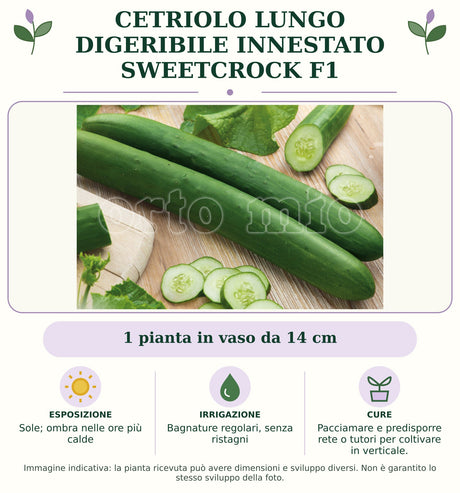 Cetriolo lungo digeribile innestato Sweetcrock F1: 1 pianta in vaso da 14 cm. Sole; ombra nelle ore più calde. Bagnature regolari, senza ristagni. Pacciamare e predisporre rete o tutori per coltivare in verticale.. Immagine indicativa.