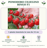 Pomodoro Ciliegino Bingo F1: 1 pianta innestata in vaso da 14 cm. Sole; ombra nelle ore più calde. Bagnature regolari, senza ristagni. Pacciamare.. Immagine indicativa.