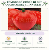 Pomodoro Cuore di Bue Gourmandia F1 Innestato: 1 pianta in vaso 14 cm. Sole; ombra nelle ore più calde. Bagnature regolari, senza ristagni. Pacciamare.. Immagine indicativa.