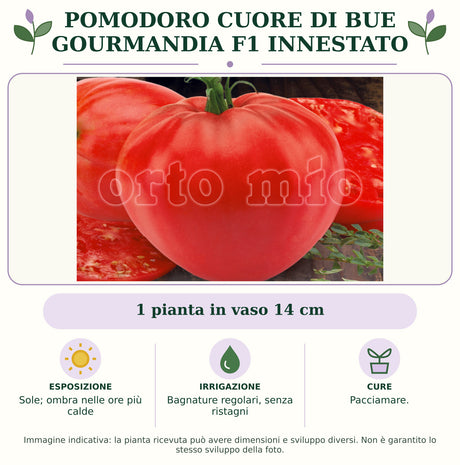 Pomodoro Cuore di Bue Gourmandia F1 Innestato: 1 pianta in vaso 14 cm. Sole; ombra nelle ore più calde. Bagnature regolari, senza ristagni. Pacciamare.. Immagine indicativa.