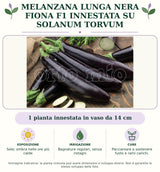 Melanzana lunga nera Fiona F1 innestata su Solanum torvum: 1 pianta innestata in vaso da 14 cm. Sole; ombra nelle ore più calde. Bagnature regolari, senza ristagni. Pacciamare e sostenere fusto e rami carichi.. Immagine indicativa.