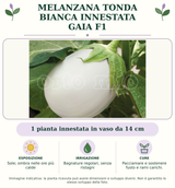 Melanzana tonda bianca innestata Gaia F1: 1 pianta innestata in vaso da 14 cm. Sole; ombra nelle ore più calde. Bagnature regolari, senza ristagni. Pacciamare e sostenere fusto e rami carichi.. Immagine indicativa.