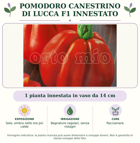 Pomodoro Canestrino di Lucca F1 innestato: 1 pianta innestata in vaso da 14 cm. Sole; ombra nelle ore più calde. Bagnature regolari, senza ristagni. Pacciamare. Immagine indicativa.