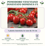 Pomodoro vesuviano innestato Dominus F1: 1 pianta innestata in vaso da 14 cm. Sole; ombra nelle ore più calde. Bagnature regolari, senza ristagni. Pacciamare.. Immagine indicativa.
