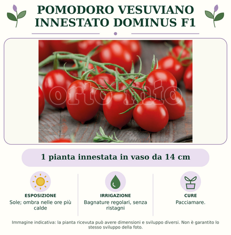Pomodoro vesuviano innestato Dominus F1: 1 pianta innestata in vaso da 14 cm. Sole; ombra nelle ore più calde. Bagnature regolari, senza ristagni. Pacciamare.. Immagine indicativa.