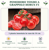 Pomodoro Tondo a Grappolo Horus F1: 1 pianta innestata in vaso da 14 cm. Sole; ombra nelle ore più calde. Bagnature regolari, senza ristagni. Pacciamare.. Immagine indicativa.