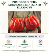 Pomodoro Pera abruzzese innestato Silvano F1: 1 pianta innestata in vaso da 14 cm. Sole; ombra nelle ore più calde. Bagnature regolari, senza ristagni. Pacciamare.. Immagine indicativa.
