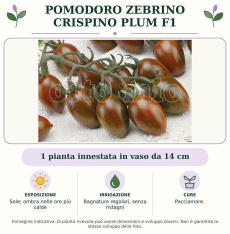 Pomodoro zebrino Crispino Plum F1: 1 pianta innestata in vaso da 14 cm. Sole; ombra nelle ore più calde. Bagnature regolari, senza ristagni. Pacciamare.. Immagine indicativa.