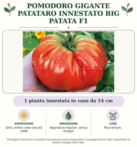 Pomodoro gigante patataro innestato Big Patata F1: 1 pianta innestata in vaso da 14 cm. Sole; ombra nelle ore più calde. Bagnature regolari, senza ristagni. Pacciamare.. Immagine indicativa.