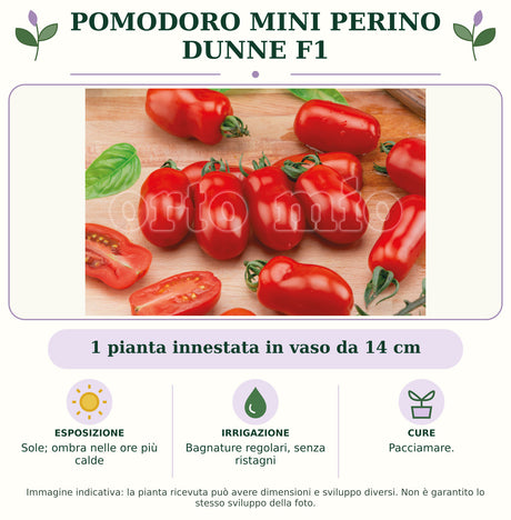 Pomodoro mini perino Dunne F1: 1 pianta innestata in vaso da 14 cm. Sole; ombra nelle ore più calde. Bagnature regolari, senza ristagni. Pacciamare.. Immagine indicativa.