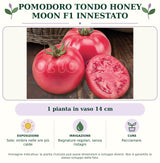 Pomodoro Tondo Honey Moon F1 Innestato: 1 pianta in vaso 14 cm. Sole; ombra nelle ore più calde. Bagnature regolari, senza ristagni. Pacciamare.. Immagine indicativa.