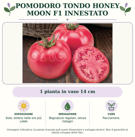 Pomodoro Tondo Honey Moon F1 Innestato: 1 pianta in vaso 14 cm. Sole; ombra nelle ore più calde. Bagnature regolari, senza ristagni. Pacciamare.. Immagine indicativa.