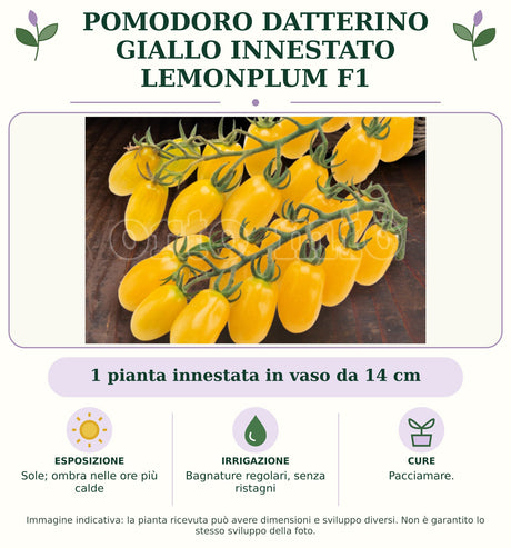Pomodoro datterino giallo innestato Lemonplum F1: 1 pianta innestata in vaso da 14 cm. Sole; ombra nelle ore più calde. Bagnature regolari, senza ristagni. Pacciamare.. Immagine indicativa.