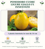 Pomodoro cuore ligure giallo F1 innestato: 1 pianta innestata in vaso da 14 cm. Sole; ombra nelle ore più calde. Bagnature regolari, senza ristagni. Pacciamare.. Immagine indicativa.