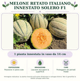 Melone retato italiano innestato Solero F1: 1 pianta innestata in vaso da 14 cm. Posizione in pieno sole. Lasciare asciugare la superficie. Proteggere nei periodi freddi. Immagine indicativa.