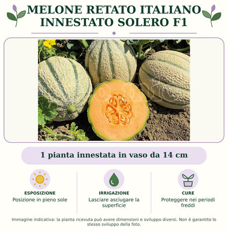 Melone retato italiano innestato Solero F1: 1 pianta innestata in vaso da 14 cm. Posizione in pieno sole. Lasciare asciugare la superficie. Proteggere nei periodi freddi. Immagine indicativa.