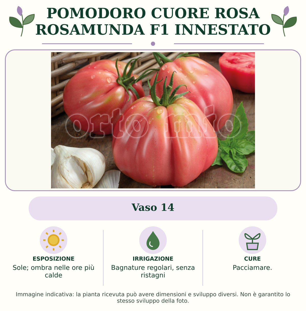 Pomodoro Cuore Rosa Rosamunda F1 Innestato: Vaso 14. Sole; ombra nelle ore più calde. Bagnature regolari, senza ristagni. Pacciamare.. Immagine indicativa.