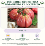 Pomodoro Cuore Rosa Rosamunda F1 Innestato: Vaso 14. Sole; ombra nelle ore più calde. Bagnature regolari, senza ristagni. Pacciamare.. Immagine indicativa.